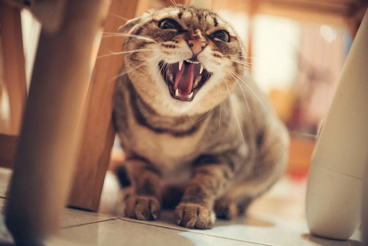Агрессивные звуки котов. Агрессивная кошка. Агрессивный котик. Кот шипит. Кошка рычит.