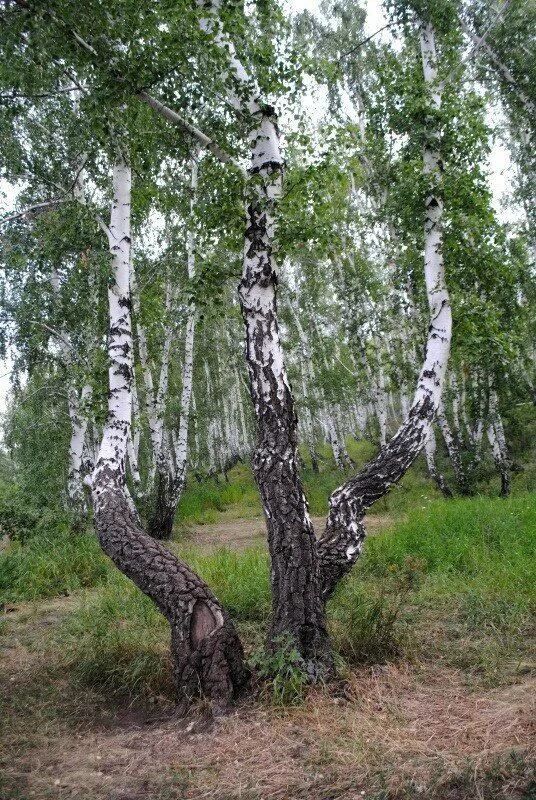 Гнуть березу. Аркаим Березовая роща. Аркаим лес забвения. Аркаим гора любви. Аркаим дерево на.