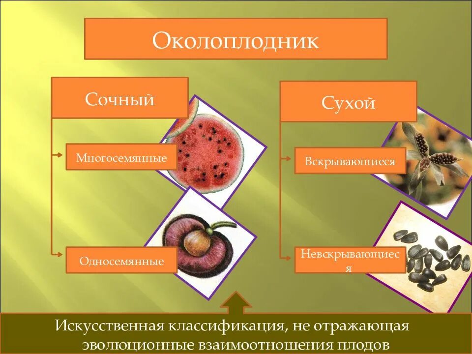 Становится околоплодником. Сочный околоплодник. Околоплодник примеры. Виды околоплодника. Околоплодник сухой и сочный.