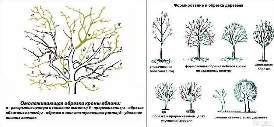 Как обрезают яблони дерево. Схема обрезки яблони весной. Омолаживающая обрезка плодовых деревьев. Весенняя обрезка плодовых деревьев. Омоложение яблони схема обрезки.