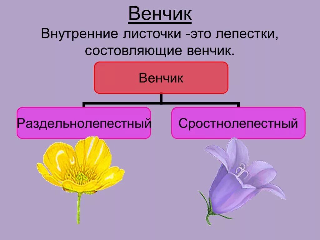 Для всех представителей класса характерно наличие околоцветника. Венчик цветка. Лепестки венчика. Венчик цветка образован. Строение цветка венчик.