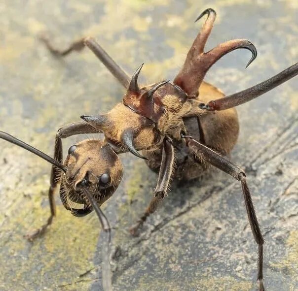 Как выглядит самый большой муравей Camponotus herculaneus by kliton77 Weird insects, Bugs and insects, Pet spider