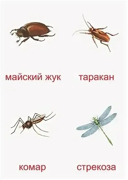 Обучающие карточки. Насекомые с именами. Карточки. Рыжий кот дидактическое пособие насекомые. Картинки насекомых с названиями.