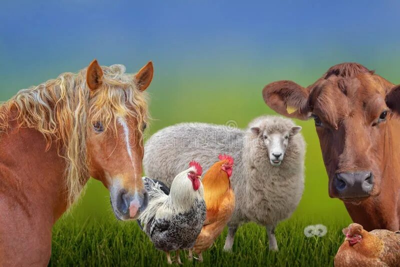 Лошади коровы и куры. Корова и курица. Лошадь и курица. Коровы овцы куры. Корова баран курица.