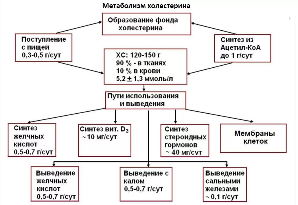 Холестерин выработка. Источники холестерола в организме человека схема. Схема обмена холестерина в организме. Пути использования холестерола в организме схема. Пути утилизации холестерина в организме биохимия.