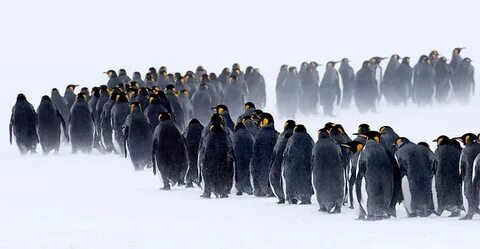 Norma tale antarctic