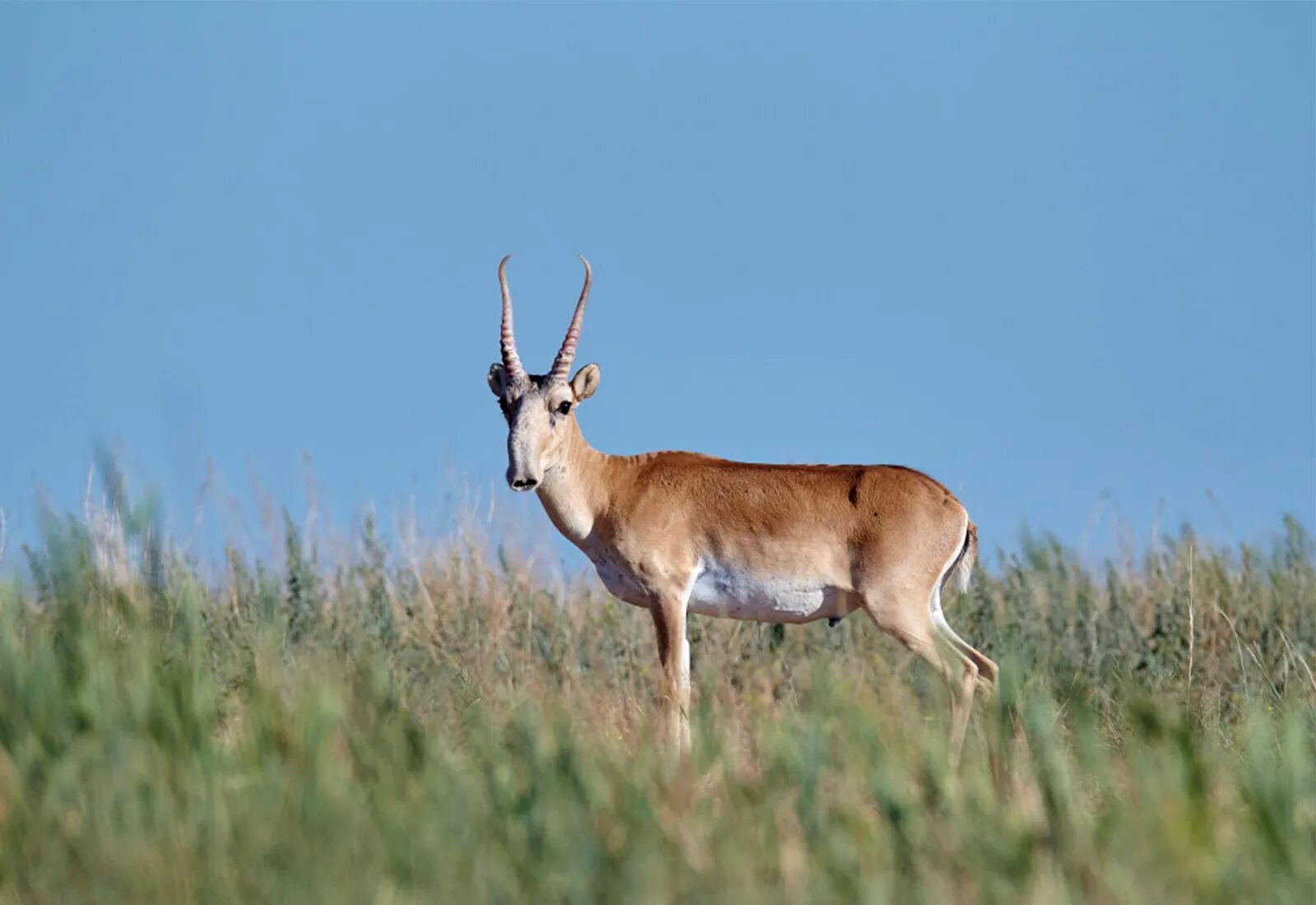 сайга (сайгак) казахстан. казахстан рогатые. сайга антилопа. алтайский баран аргали, архар. антилопа джейран.
