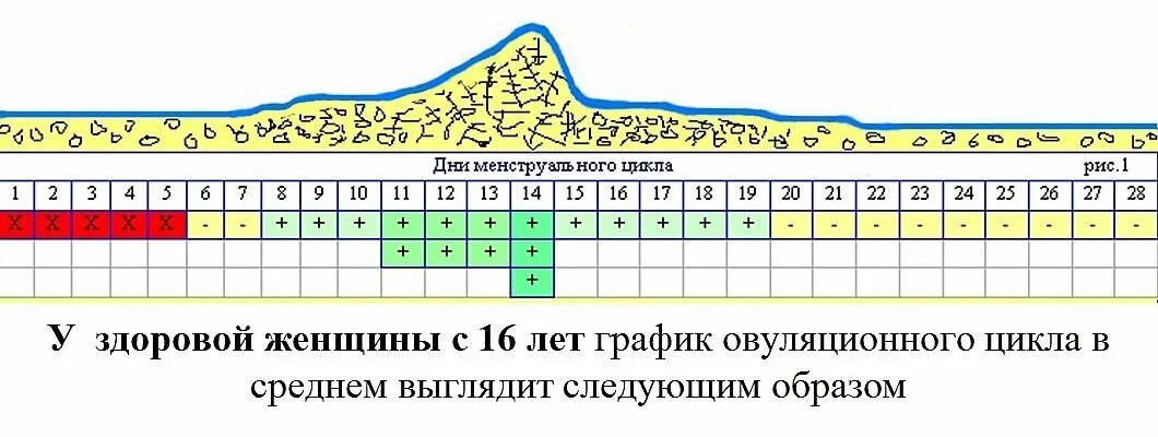 Овуляция со скольки лет. Цикл менструационного цикла норма. Период овуляции в цикле. Менструальный цикл овуляция. Овуляция и менструационный цикл.