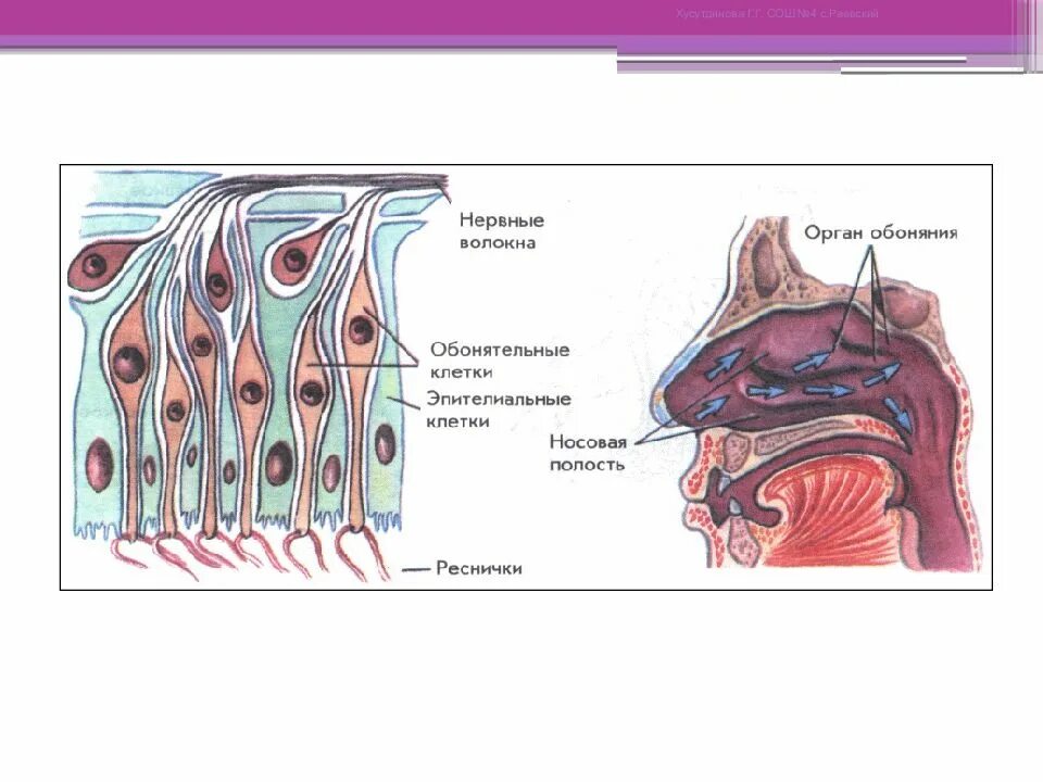Орган обоняния. Строение носа обонятельные рецепторы. Обонятельный анализатор гистология. Схема обонятельного анализатора биология 8 класс. 8 Класс биология анализатор обоняния.