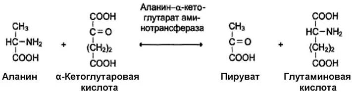 Аспарагиновая кислота и Альфа кетоглутарат. Трансаминирование аспарагиновой кислоты с оксоглутаровой кислотой. Альфа кетоглутарат формула биохимия. Альфа кетоглутарат из глутаминовой кислоты.