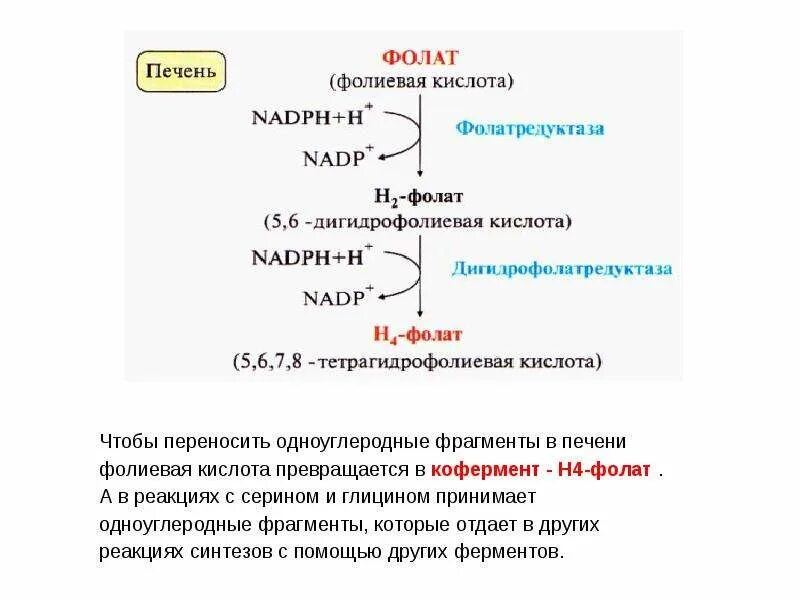 Синтез фолиевой кислоты схема. Кофермент который синтезируется из фолиевой кислоты. Превращение фолиевой кислоты в коферментные формы. Метилен н4 фолат кофермент фолиевой кислоты.