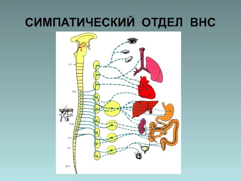 Укажите симпатические нервы. Симпатический отдел ВНС. Вегетативная нервная система. Симптичес4ий отдел нервной системы. Симпатический отдел автономной нервной системы.