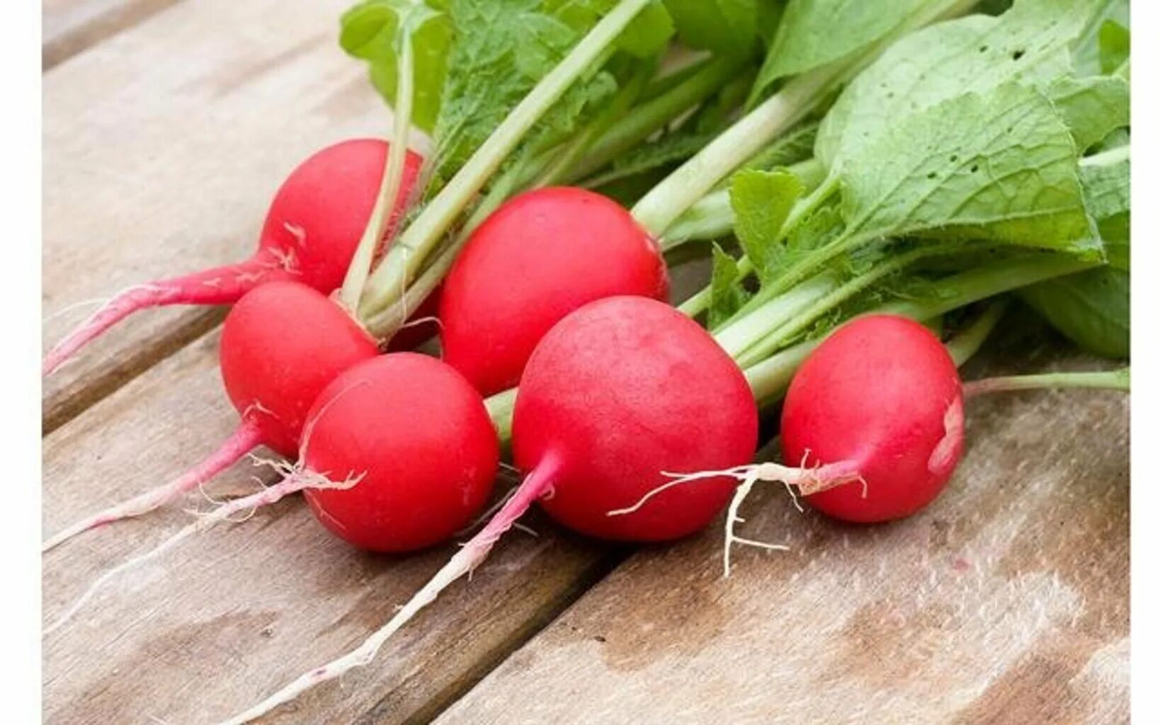 Редис кинза. Редис данко. редис белый. редиска длинная. трава со вкусом редиски.