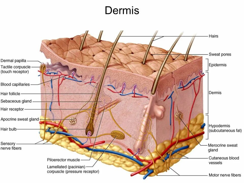 Some type of skin