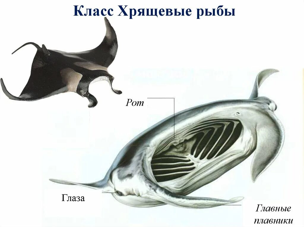 Рот хрящевые рыбы костные рыбы. Скаты хрящевые рыбы строение. Строение хрящевого ската. Внешнее строение хрящевых рыб Скат. Хрящевые рыбы скаты представители.