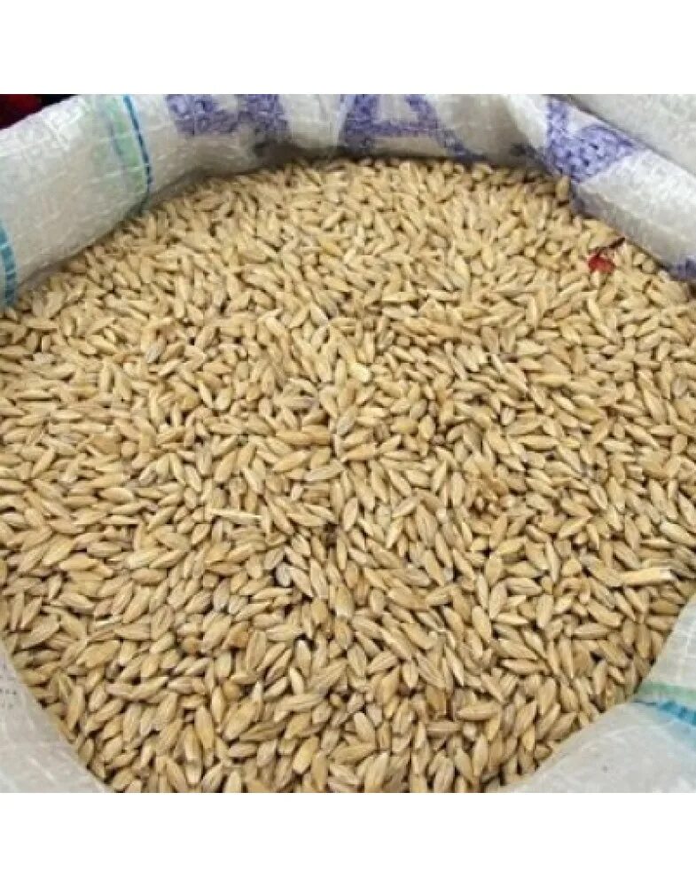 Купить ячмень на авито. Ячмень (40 кг). Пшеница в мешках. Мешок овса. Ячмень зерно в мешках.