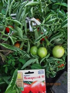 Семена пожарского