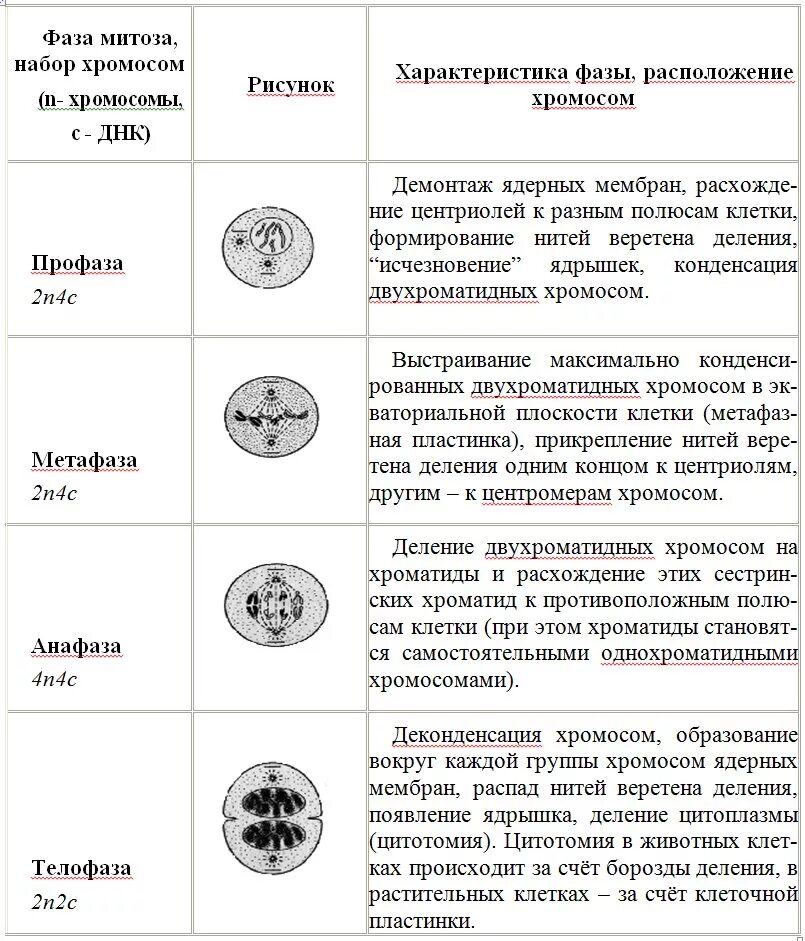 Хромосомы. Жизненный цикл клетки