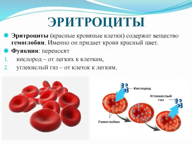 Соединение кислорода в крови. Эритроциты биология 8 класс. Функции эритроцитов в крови человека. Строение красных кровяных клеток. Роль эритроцитов гемоглобина в крови.