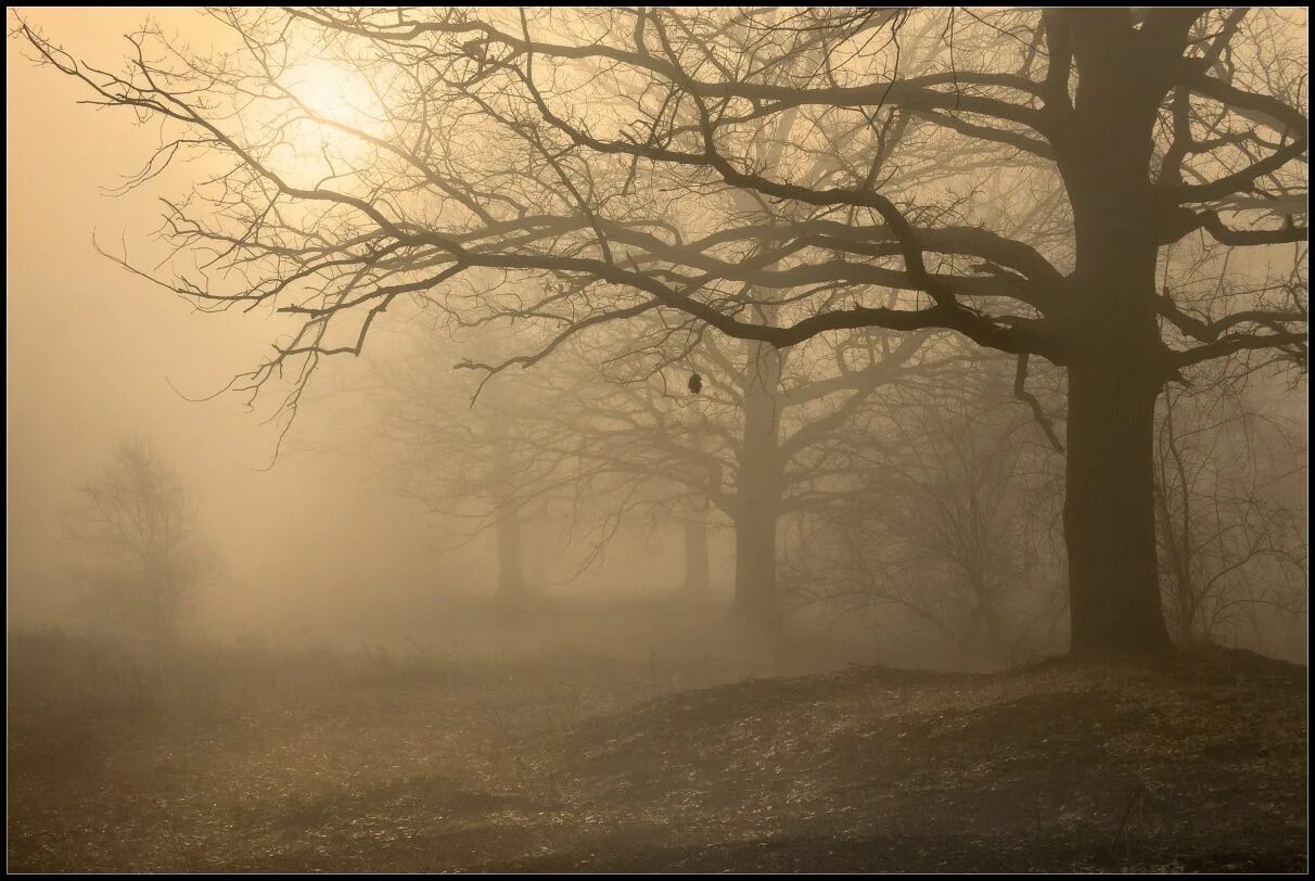Туманное утро дубы. Дуб туманный. Дуб в тумане. Дуб туманный. Туманное утро дубы.