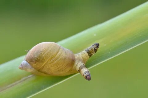 Thumbnail for version as of 21:20, 19 June 2012. 