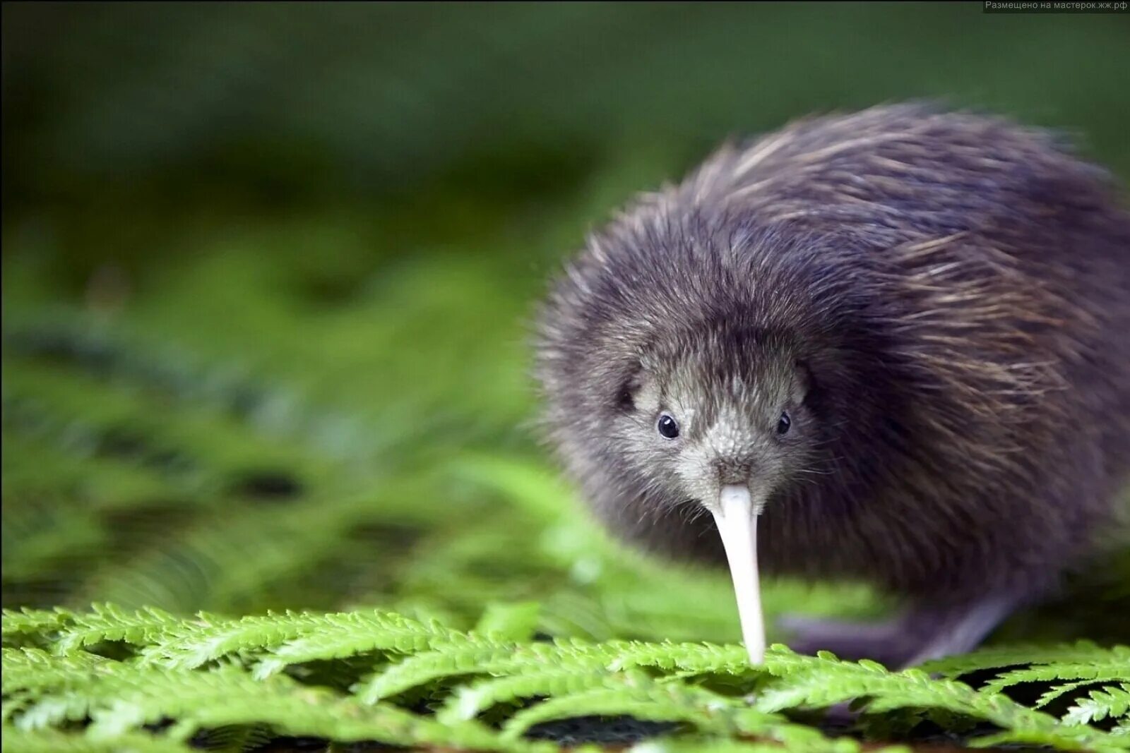 Киви класс. Киви птица. Птица киви в новой Зеландии. Эндемики Австралии киви. Птица киви символ новой Зеландии.