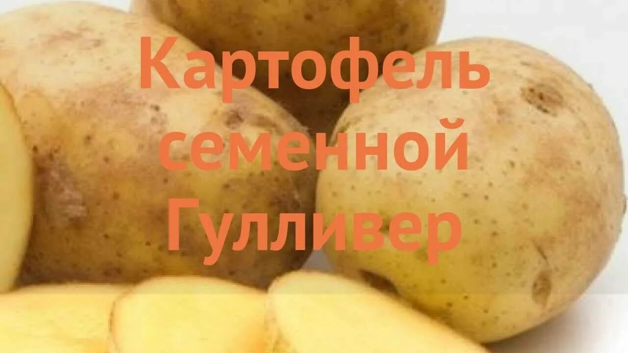 Картофель семенной Гулливер. Картофель сорт Гулливер. Сорт картошки Гулливер. Гулливер картофель характеристика. Картофель гулливер характеристика сорта отзывы вкусовые качества