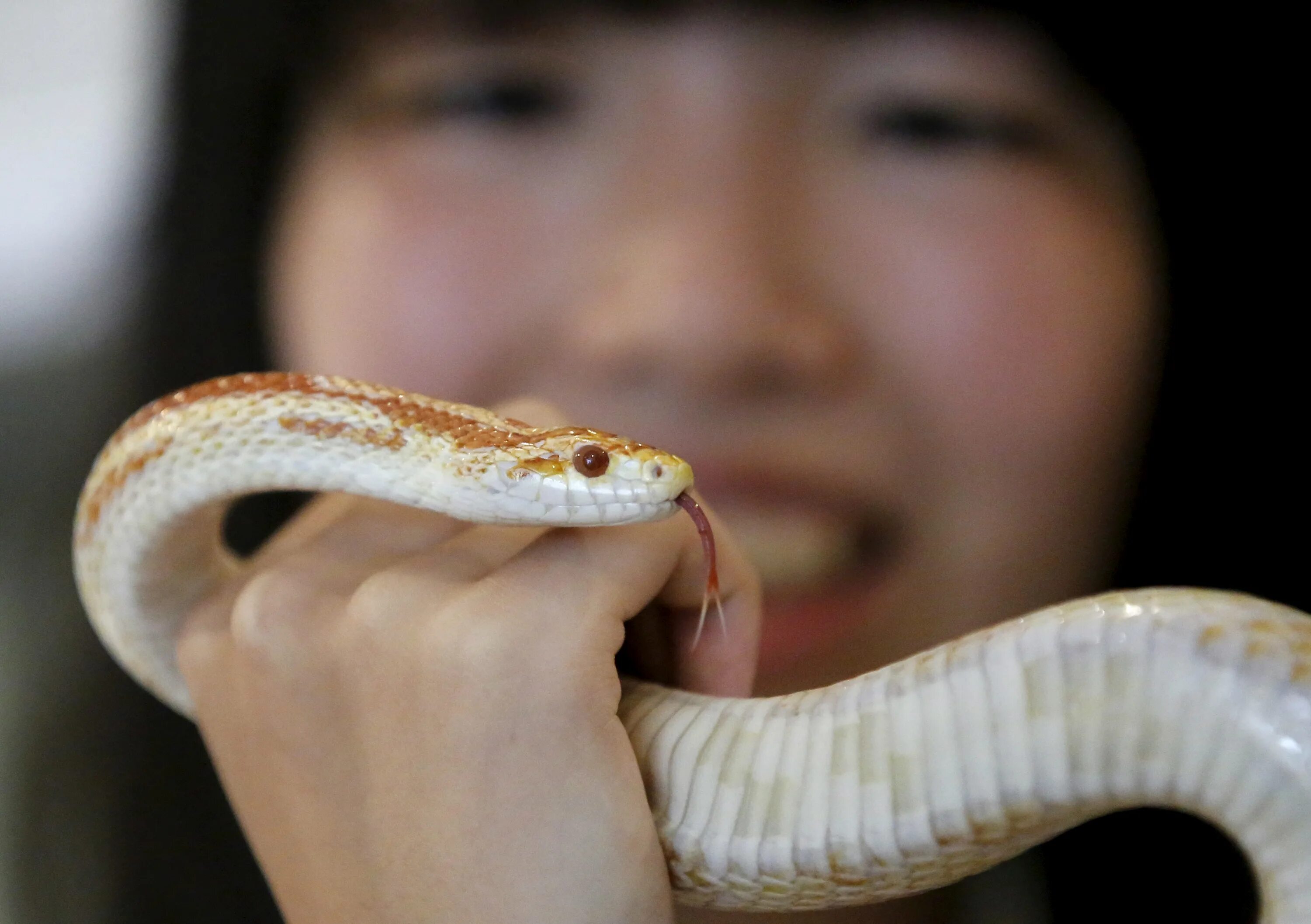 Змеи Японии. Змеи обитающие в Японии. Кафе со змеями. Человек боящийся змей