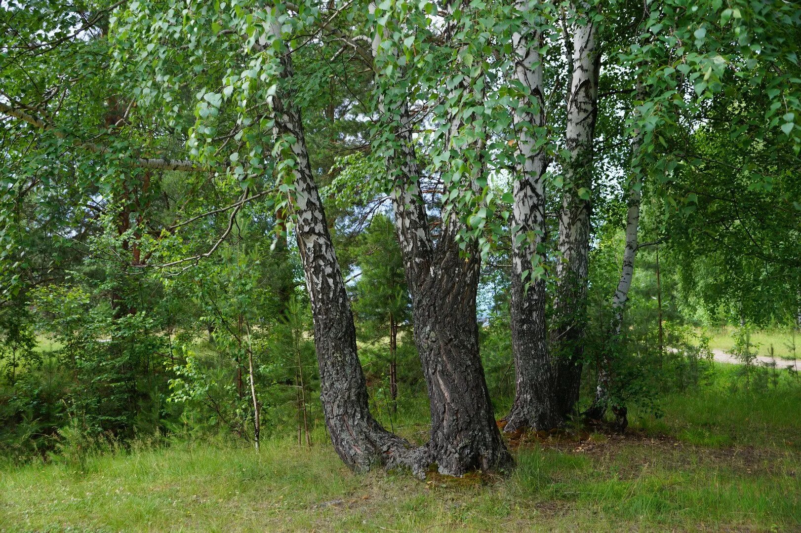 старая береза. береза после дождя. деревня родная берёзовый край. деревенский домик с березкой. лес березы.