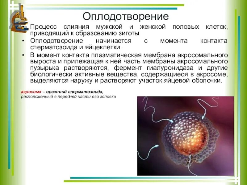 Процесс слияния мужской и женской половых клеток. Оплодотворение у человека. Оплодотворение это процесс слияния. Процесс слияния яйцеклетки и сперматозоида.