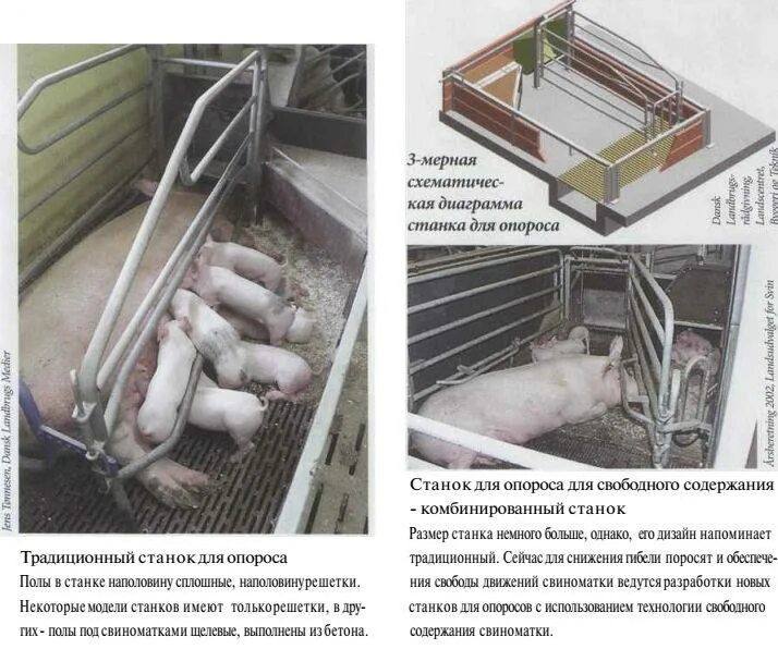 Станок для опороса свиней чертежи и размеры Опорос свиней в домашних условиях и период беременности: уход и содержание порос