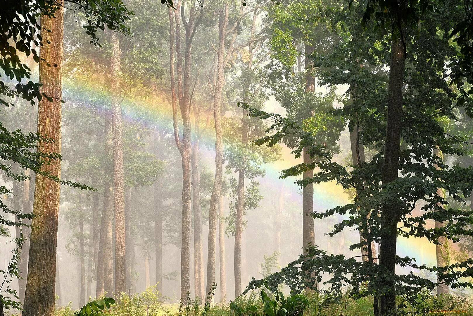 Лес под дождем. Каким бывает лес и дождь. Каким бывает лес и дождь. Дождь в лесу. Лес после дождя.