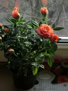 Розы дома в горшке