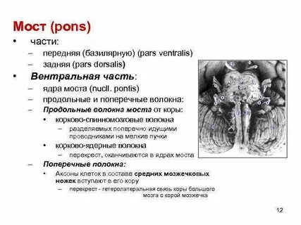Черепные ядра моста