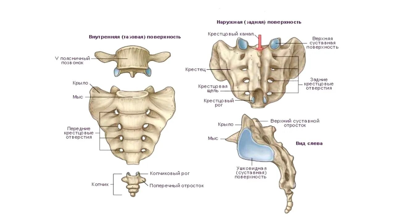 Крестец и копчик анатомия человека. Крестец и копчик на скелете. Копчик крестец поясница строение. Крестец вид сбоку анатомия. Крестовой отдел позвоночника