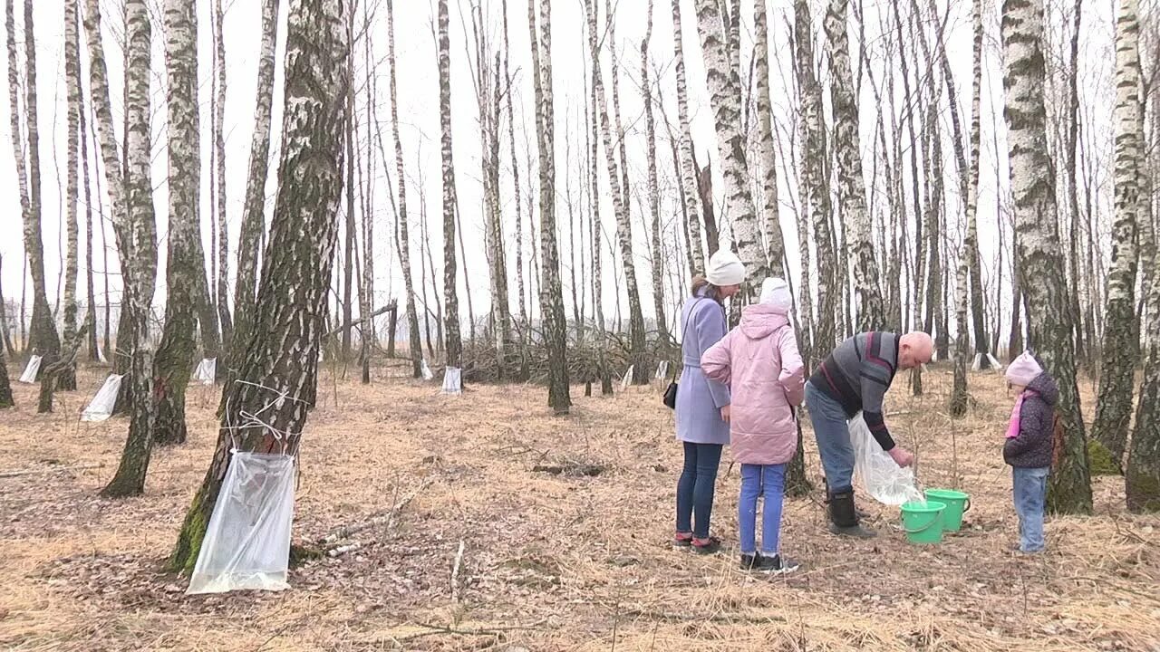 Купить минских березовых. Заготовка березового сока. Заготовка берёзового сока в Сибири. Заготовка березового сока а старину. Соко двежение берёзы в скльксо хозяйстве.