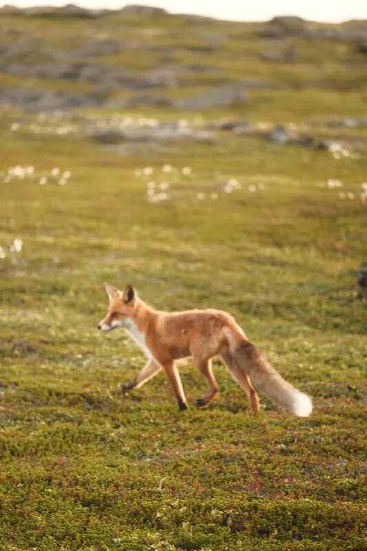Лиса магадан. Лисица в тундре. Лиса байкальская. Лисица в тундре. Лисица в тундре.