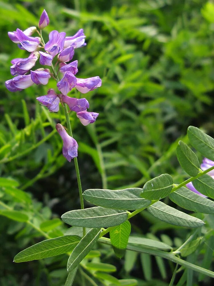 Plant wiki. Горошек Vicia. Вика горошек. Вика растение бобовых. Горошек кашубский — Vicia cassubica l..