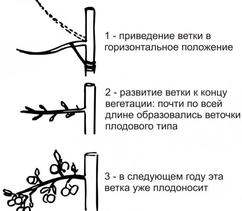 Ветвь окончание. Формирование веток дерева горизонтально. Горизонтальная ветка. На горизонтальных ветвях растений развиваются:. Как развивается ветки.