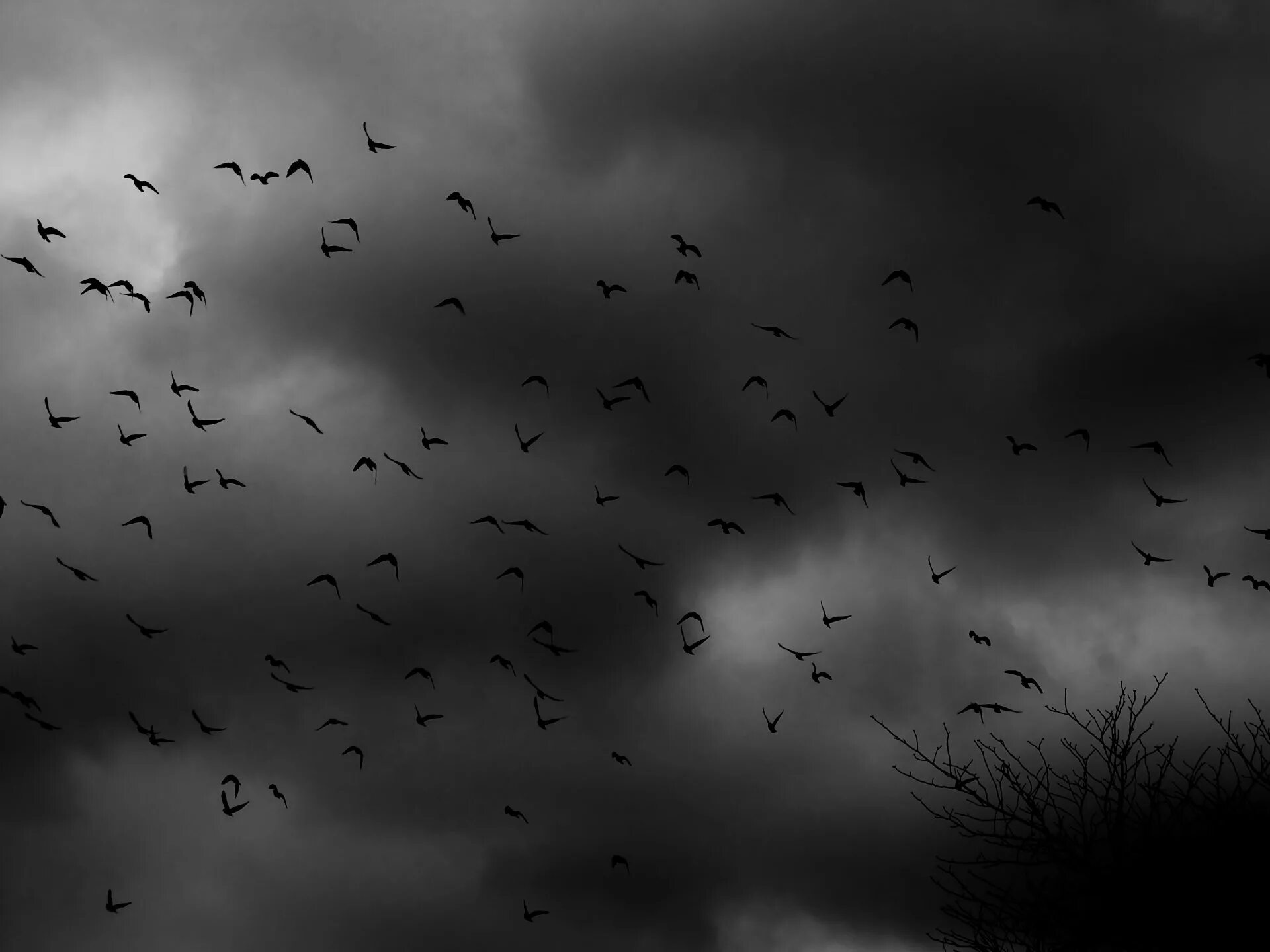Стая черных птиц. Грустный фон. Мрачное небо. Птицы в небе. Стая птиц.