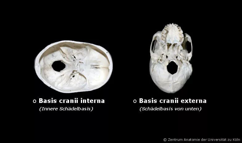 Basis род. Basis cranii interna. basis cranii externa et basis cranii interna. basis cranii interna латынь. basis cranii interna перевод.