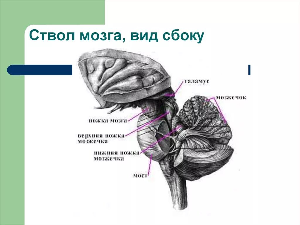 Задний мозг анатомия ствола. Головной мозг ствол мозга продолговатый мозг строение. Ствол головного мозга задний мозг. Отделы ствола мозга анатомия. В ствол головного мозга входят отделы