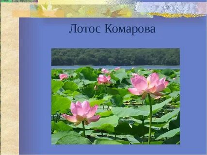 Красная книга приморских растений