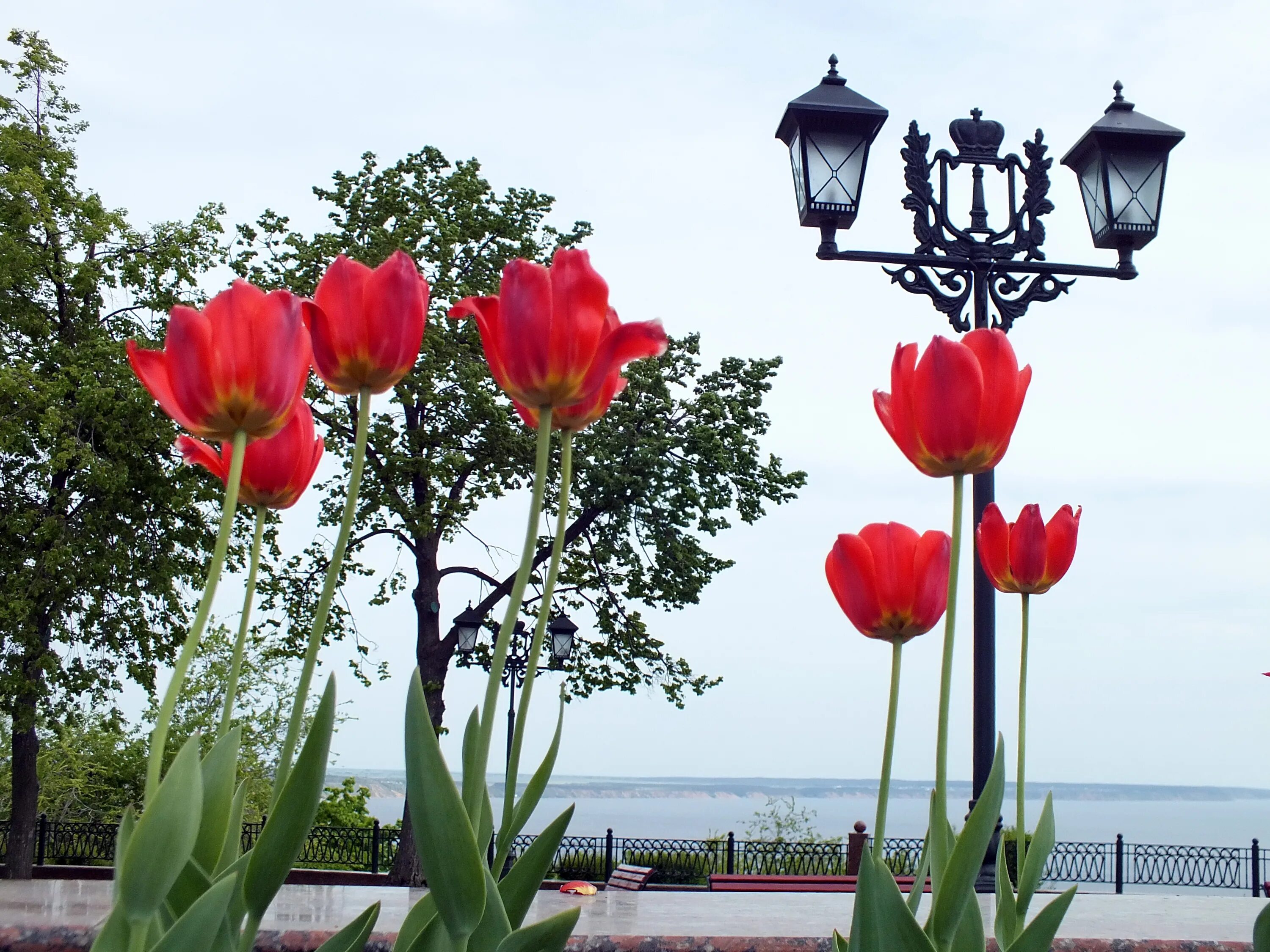 Тюльпаны в городе. Городское Озеленение с тюльпанами. Тюльпаны на клумбах города.