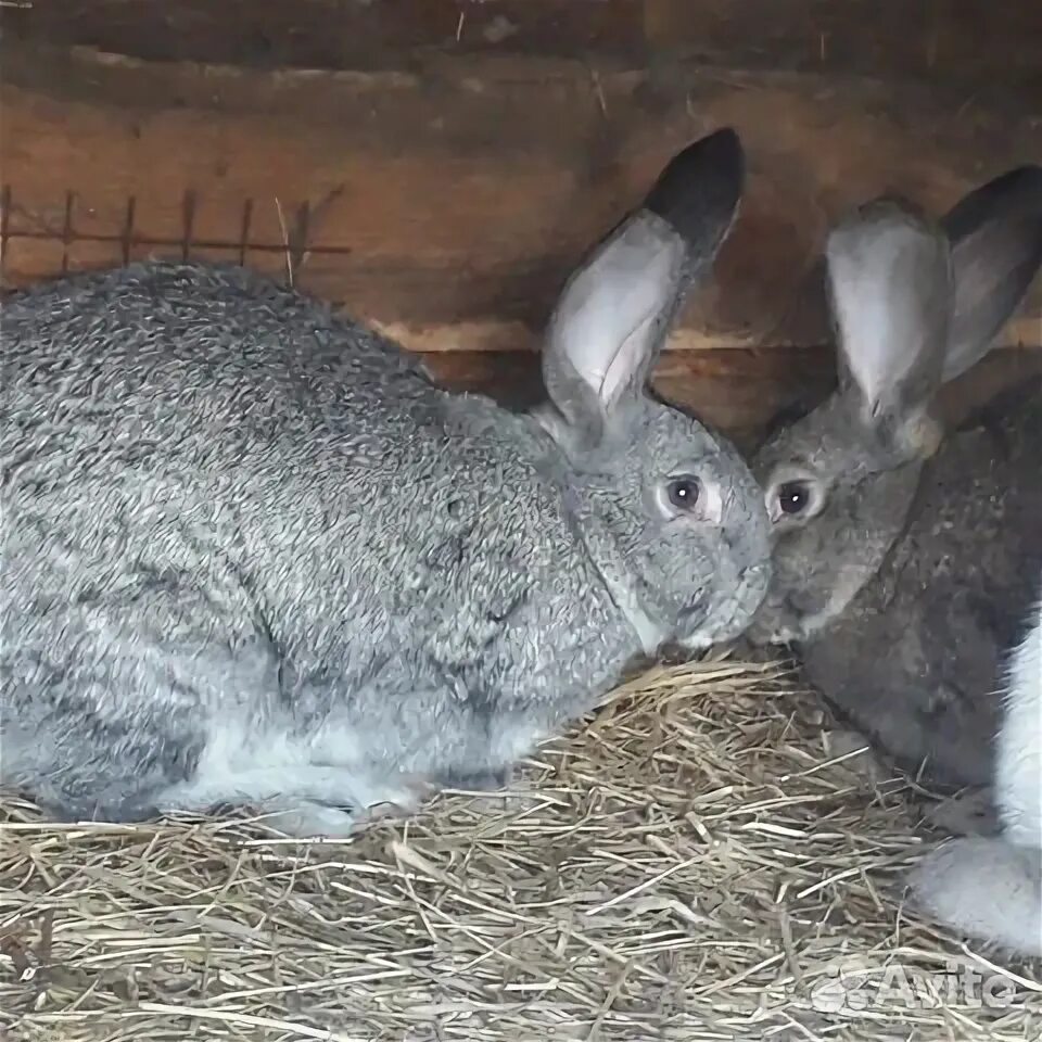 Купить кроликов в орле