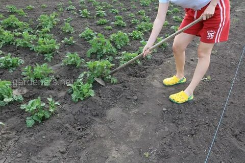 Как окучивать картошку вручную