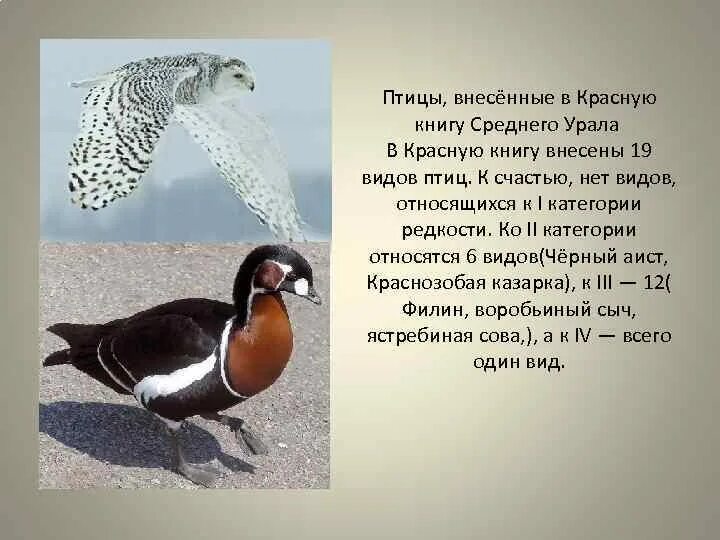 Картинки ПТИЦЫ ВНЕСЕНЫ В КРАСНУЮ КНИГУ