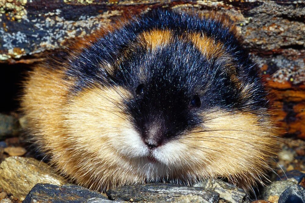 Амурский лемминг. Северный лемминг. Как выглядит лемминг. Лемминг животное тундры. Как выглядит лемминг.