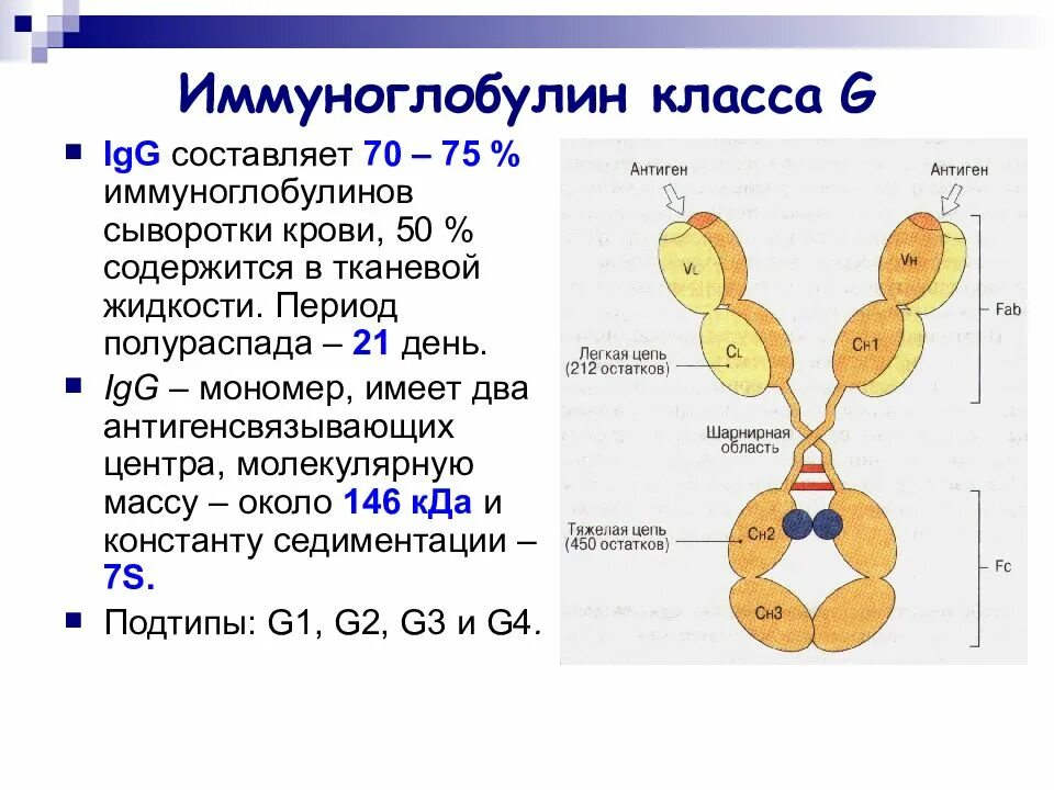 Иммуноглобулин lg