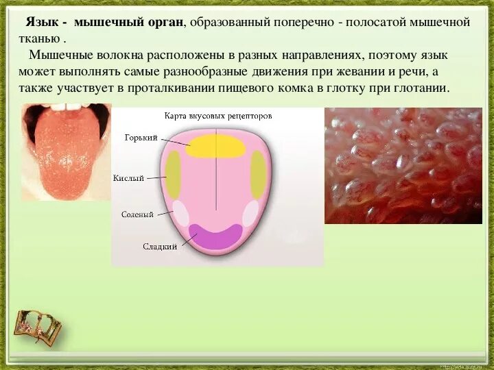 Пищеварение в ротовой полости 8 класс. Условия пищеварения в ротовой полости. Схема процессов пищеварения в ротовой полости. Характеристика пищеварения в ротовой полости.